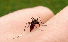 Văcxin ngừa sốt xuất huyết mới chưa lưu hành tại VN