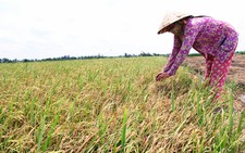 220.000ha lúa bị ảnh hưởng hạn, mặn
