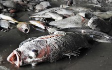 Bộ TN-MT đề nghị các tỉnh báo cáo bất thường môi trường ven biển