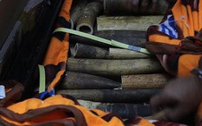 Phát hiện gần 100kg ngà voi tại sân bay Nội Bài
