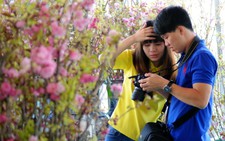 Hơn 10.000 lượt khách ngắm hoa anh đào
