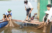 Hà Tĩnh hỗ trợ người dân có cá chết hàng loạt