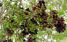 Ngẩn ngơ mùa trâm chín núi Tô