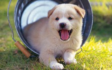 ​Sơ cứu đúng cách khi trẻ bị chó cắn