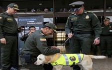 ​Colombia tịch thu 8 tấn cocaine gần biên giới Panama