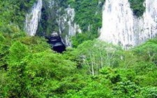 Giám đốc rừng phòng hộ bỏ nhiệm sở để trốn nợ?