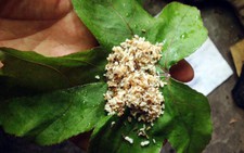 Lên Bắc Giang ăn đặc sản trứng kiến