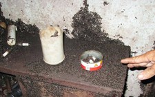 Dân Bình Phước khốn khổ vì bọ đen tấn công