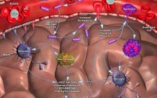 Bé gái 5 tháng tuổi tử vong do bệnh não mô cầu