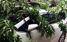 Mưa lớn TP.HCM, cây xà cừ bật gốc đè bẹp 3 xe hơi