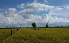 ​Dự kiến xuất khẩu khoảng 5,7 triệu tấn gạo trong năm 2016