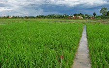 Nhiều giống nông sản mới