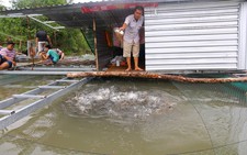 Phải dừng dự án 