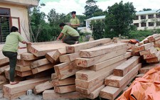 Gỗ lậu cạnh trạm biên phòng: Nói không biết là 