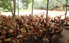 ​Nguy cơ phát sinh dịch bệnh trên gia súc, gia cầm do nắng nóng