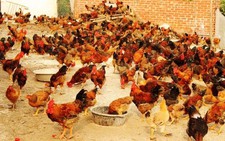 ​Xử lý nghiêm việc cho chất tạo màu vào thức ăn chăn nuôi
