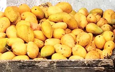 Thực hư chuyện xoài mút làm bằng nhựa