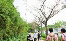 Mảng xanh tại TP.HCM eo hẹp, lại còn bị xâm hại