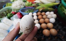 Trứng gà Ai Cập 