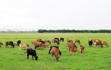 ​Chăn nuôi hướng về trang trại
