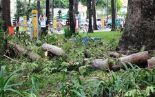 Cành cây gãy rơi gây trúng đầu người dân trong công viên