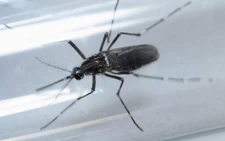 FDA khuyến cáo xét nghiệm virút Zika trong máu hiến tặng
