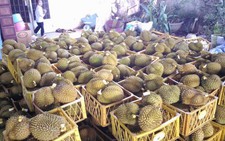 Phát hiện điểm dùng hóa chất trái phép để nhúng sầu riêng