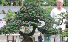 ​Mãn nhãn với bonsai, cây cảnh, gỗ lõi, ngoạn thạch ở Phố Hội