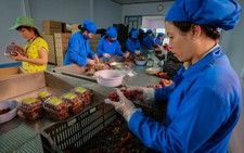 Ninh Thuận đẩy mạnh sản xuất nho an toàn