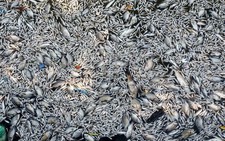 Cá Hồ Tây bất ngờ chết trắng mặt hồ