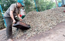 Giá điều tăng kỷ lục: nông dân lại 