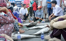 Cá bè lại chết, dân bức xúc đổ cá ra quốc lộ