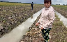 Khởi tố vụ chặt phá hơn 3.500 cây cam sành trong đêm