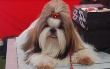 500 chú chó dự thi 