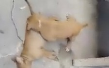 Xốn xang cảnh chó em lay chó anh đã chết
