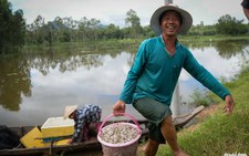 Lũ về sau hạn mặn, bà con miền Tây hân hoan