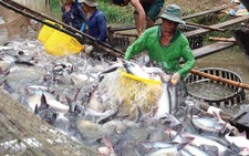 ​Thị trường cá tra có xu hướng chững lại do nhà máy thu mua chậm