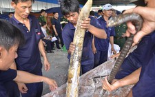 Phát hiện hơn 500kg ngà voi qua cảng Cát Lái
