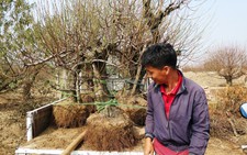 ​Làm nhà, lắp điều hòa cho đào tết