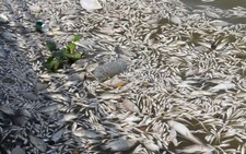 Hà Nội đưa ra 4 nguyên nhân làm cá chết ở các hồ
