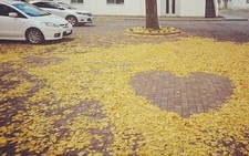 Người Nhật quét lá rụng thành... 