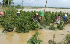Bộ NN&PTNT kiểm tra thiệt hại về nông nghiệp