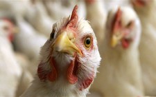 ​Hàn Quốc có nguy cơ tổn thất hơn 1 tỷ USD do dịch cúm gia cầm