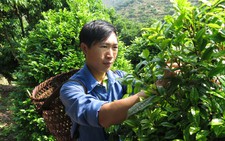 Trai 9X làm giàu nhờ trồng trà hoa vàng, cam ngọt