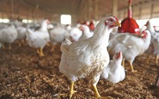 ​Pháp tiêu hủy hàng trăm nghìn gia cầm nhiễm cúm H5N8