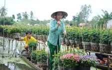 Sa Đéc tung ra thị trường 2 triệu giỏ hoa tết