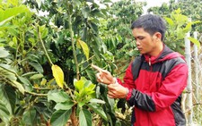 Bắt quả tang 4 người cắt trộm chồi bơ tại Lâm Đồng