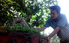 Bonsai, cây ăn trái nhộn nhịp về TP.HCM chuẩn bị bán Tết