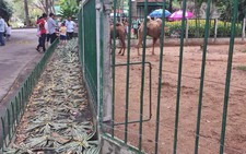 Chuyện “ngược đãi” ở Thảo cầm viên