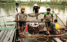 Tôm cá xuất khẩu gặp khó